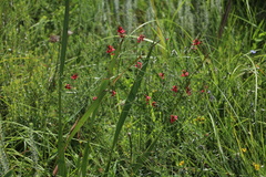 Indigastrum fastigiatum