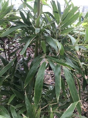 Phyllostachys makinoi