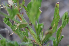 Septoria gaurina