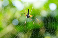 Nephila kuhli