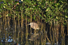 Ardeola grayii