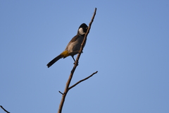 Pycnonotus leucotis