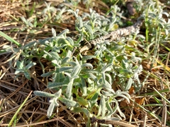 Cerastium tomentosum