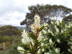 Orites lancifolius