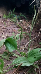 Plantago asiatica
