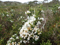 Epacris paludosa
