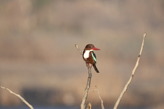 Halcyon smyrnensis