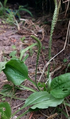 Plantago asiatica