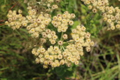 Helichrysum appendiculatum