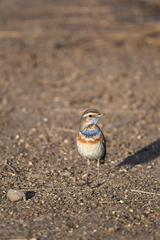 Luscinia svecica