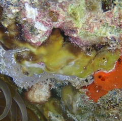 Chondrilla nucula