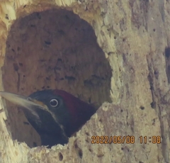Dryocopus