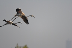 Phoenicopterus roseus
