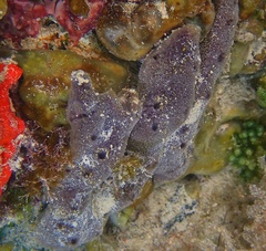 Niphates caycedoi