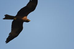 Milvus migrans