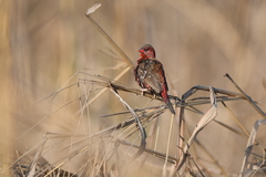 Amandava amandava