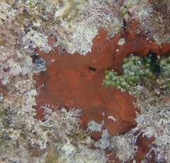 Spirastrella hartmani