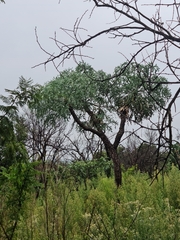 Cussonia paniculata