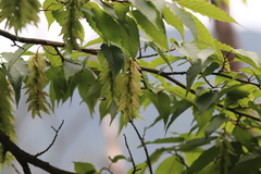 Carpinus viminea