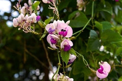 Ramirezella penduliflora