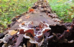 Auricularia mesenterica