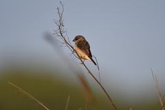 Amandava amandava