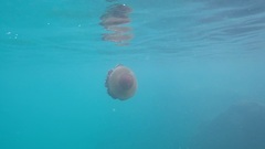 Cotylorhiza tuberculata