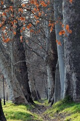 Platanus × hispanica
