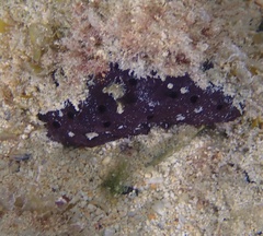 Chelonaplysilla americana