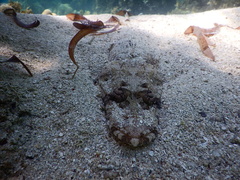 Papilloculiceps longiceps