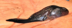 Hemisus guttatus