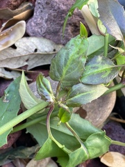 Pseudogynoxys chenopodioides