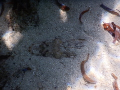 Papilloculiceps longiceps