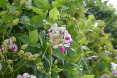 Ramirezella penduliflora