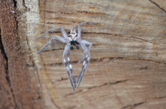 Deleninae
