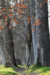 Platanus × hispanica