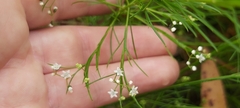 Platysace linearifolia