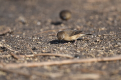 Amandava amandava