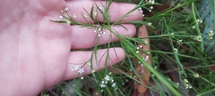 Platysace linearifolia