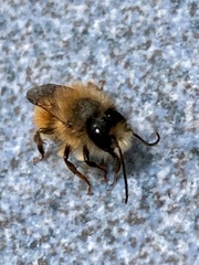Osmia