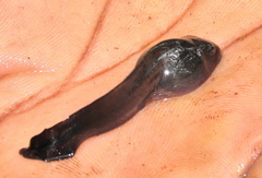 Hemisus guttatus