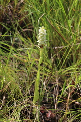 Satyrium trinerve