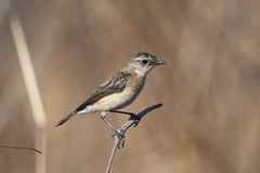 Saxicola maurus