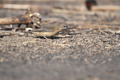 Amandava amandava