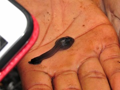 Hemisus guttatus