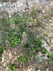 Micromeria nervosa