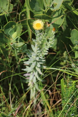 Helichrysum herbaceum