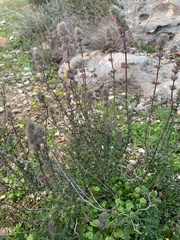 Micromeria nervosa