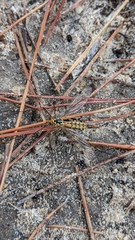 Nephrotoma appendiculata