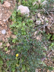 Micromeria nervosa